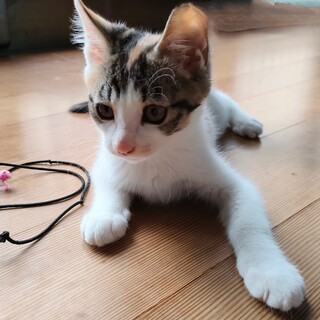 2ヶ月半 三毛 メス 可愛いです！