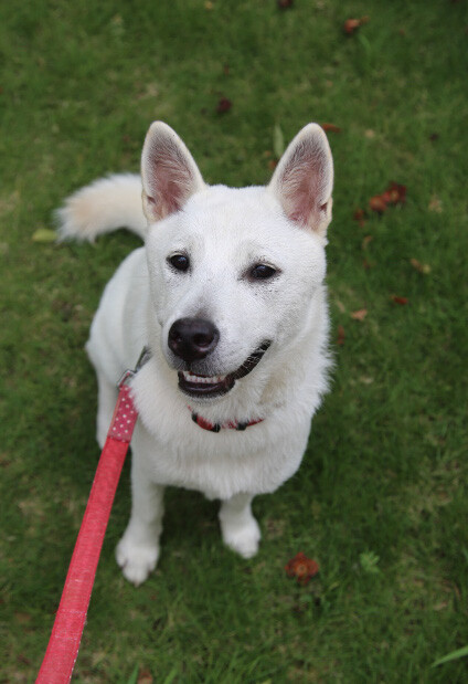 「元気で活発☆白犬ゆきちゃ...」千葉県 - 犬の里親募集(485288) 2枚目の画像 :: ペットのおうち【里親決定25万頭!】