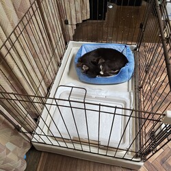 「里親初日 夜→」サムネイル2