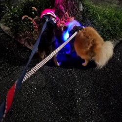 「里親初日 夜→」サムネイル3