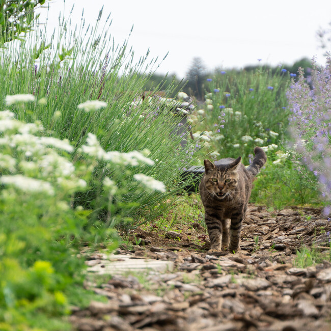 subのカバー写真