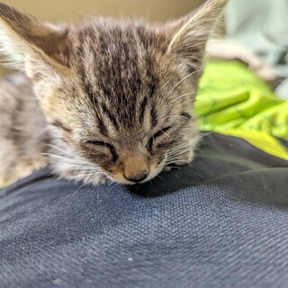 保護猫ビリー！生涯幸せに暮らせる家族を探す！