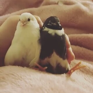 ヒメウズラ２羽　ゴールデンパールパイドと白　雄