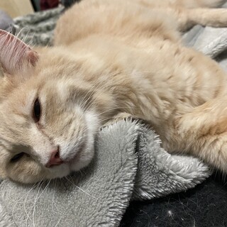 甘えん坊のイケメン猫