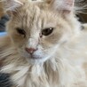 甘えん坊のイケメン猫 サムネイル2