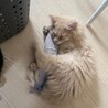 甘えん坊のイケメン猫 サムネイル3