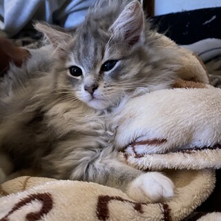 おっとりしたイケメン猫