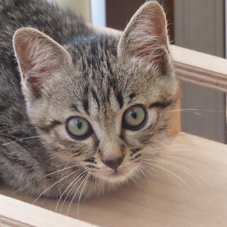 【募集中】子猫のレオくん（生後約3カ月）