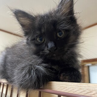 子猫のマールちゃん（生後3カ月、長毛）