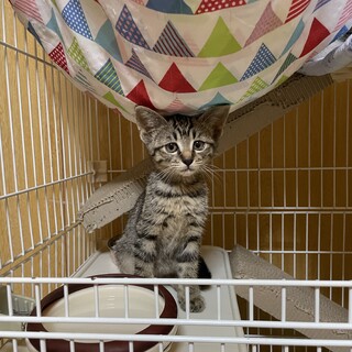 タレ目で困り顔のキジシロ男の子