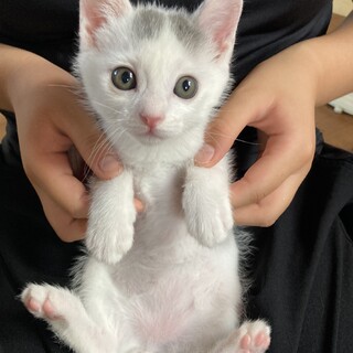 人懐っこい男の子