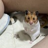 よっーしー