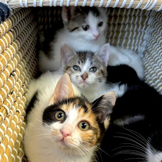 【9/8新橋】初心者歓迎✴︎仲良し4兄妹ココ