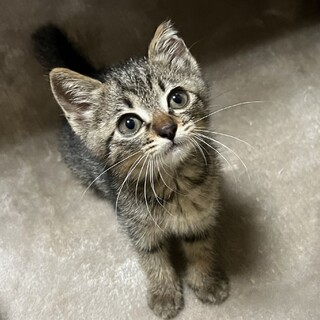 里親決定☆カラスに襲われていたミミちゃん