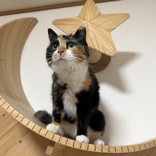 ちょっと毛長　脚が短い人大好きな三毛さん