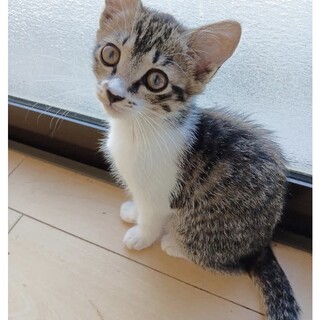 キジシロ　男の子　２から２ヵ月半