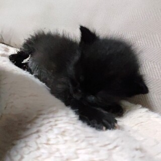 お腹に隠れハート♡のある子猫の「ポワルン」