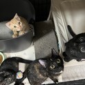 子猫の里親様募集中です！