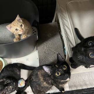 子猫の里親様募集中です！