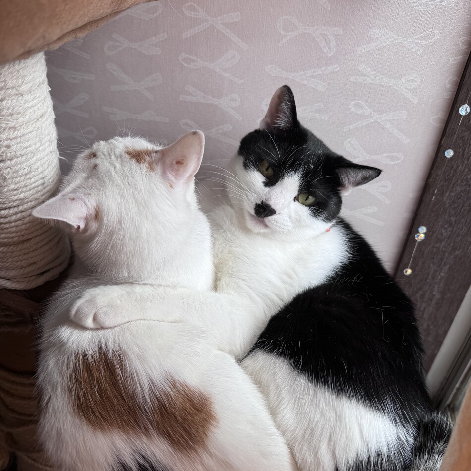 ねねのカバー写真