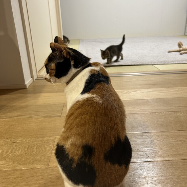 猫を拾ったもっちーのカバー写真