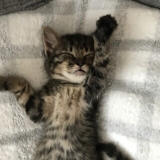 人懐っこい黒キジちゃんの子猫　オス