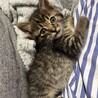 人懐っこい黒キジちゃんの子猫　オス サムネイル2