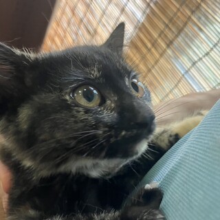 おしゃれなさび柄女の子2ヶ月お気に入りに登録する