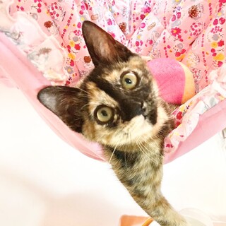 サビ子　3ヶ月　お見合い可能です！