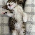 人懐っこい白キジちゃん　子猫　オス