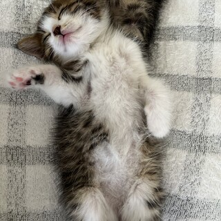 人懐っこい白キジちゃん　子猫　オス