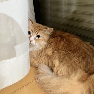 里親募集です。