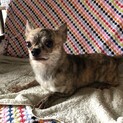 6歳のチワワ