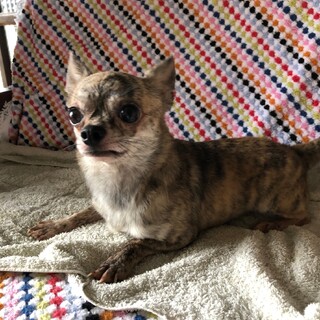 6歳のチワワ