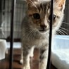 とても人懐っこいグレー色の3ヶ月の男の子 サムネイル2