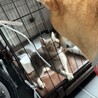 とても人懐っこいグレー色の3ヶ月の男の子 サムネイル3