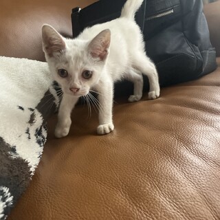 2ヶ月のメスの白猫の里親募集中です