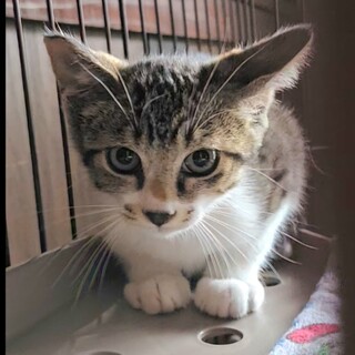 食欲旺盛なキジ白くん(さくら猫です)