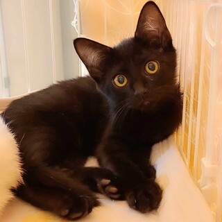 姉弟で一緒のおうち希望