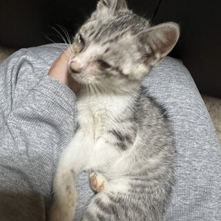 人懐っこい女の子