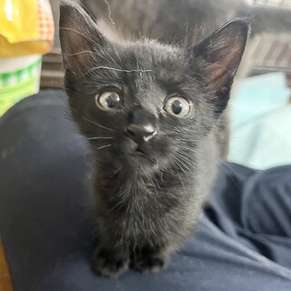 甘えん坊の全身真っ黒猫ちゃん！