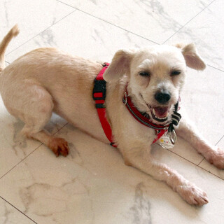 お散歩が大好き、フレンドリーなシニア女子きなこ 