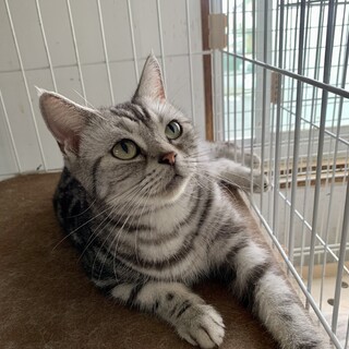 可愛いアメショ　おしおちゃん