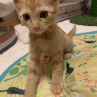 美人さんのみはるちゃん