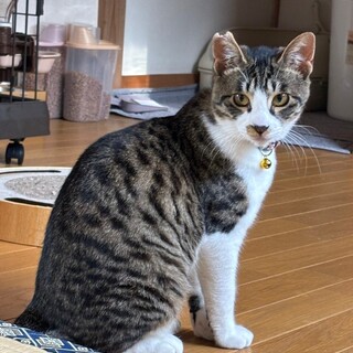 甘えん坊の男の子