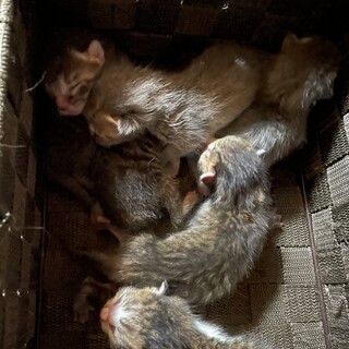 産まれたて子猫6匹