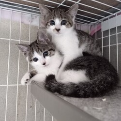 「避妊手術しました」サムネイル1