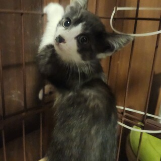 警戒心の強いハチワレちゃん