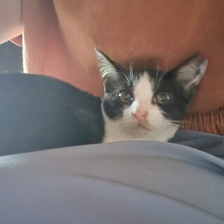 美形 優しいハチワレの女の子(さくら猫です)