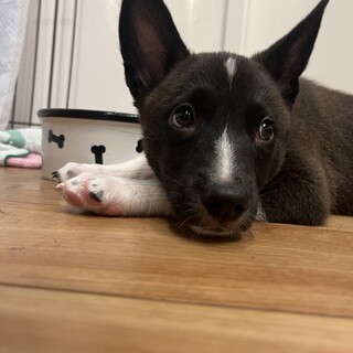 再募集！生後3ヶ月ちょっと